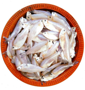 Dhela fish