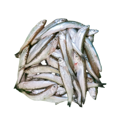 Small silver Chela fish