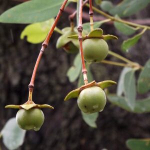 Keora Mangrove apple sonneratia apetala 04