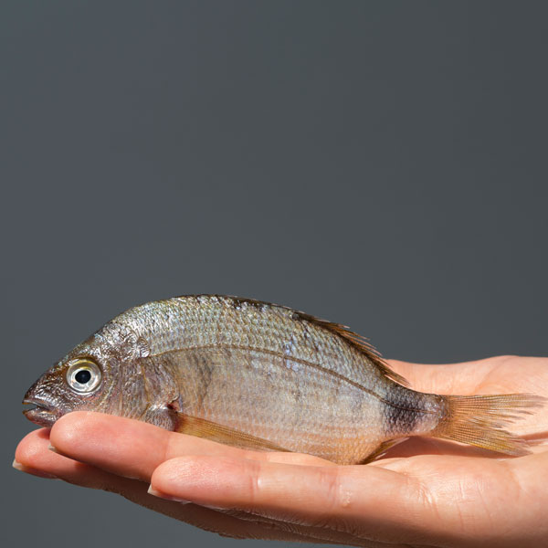 close-up-hand-holding-raw-fish