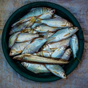 overhead shot sardines placed dark green plate