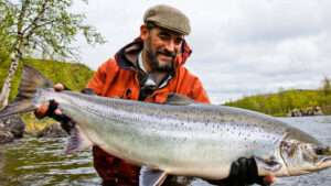 arctic salmon