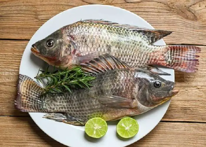 fresh-raw-tilapia-fish-from-tilapia-farm-tilapia-with-white-plate-with-rosemary-lemon-lime-wooden-ba