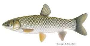 Grass Carp