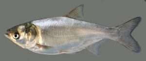 Silver Carp