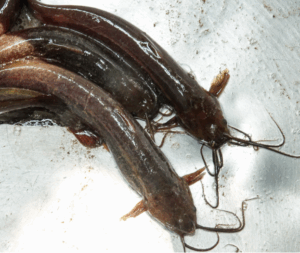 Shing Mach stinging catfish