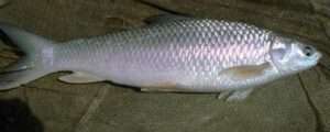 mrigal White Carp